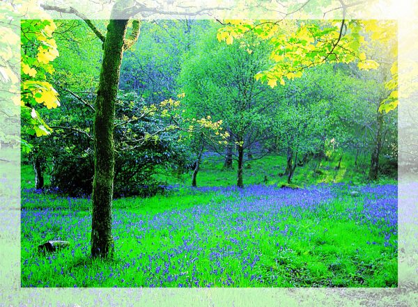 Large Greeting Card Bluebell Haze