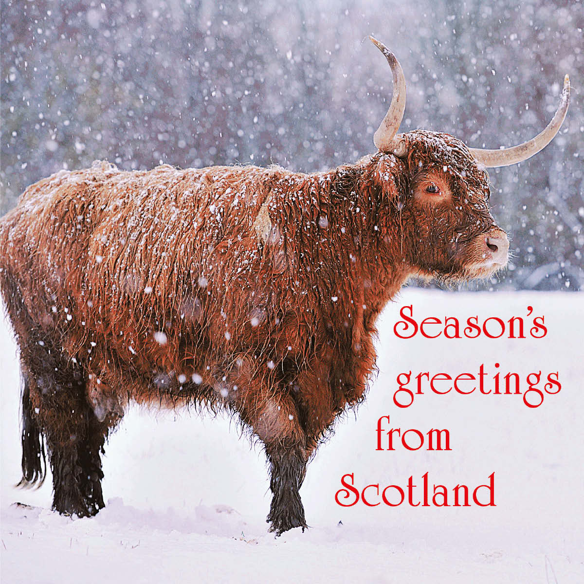 Season's Greetings from Scotland Card Island Blue