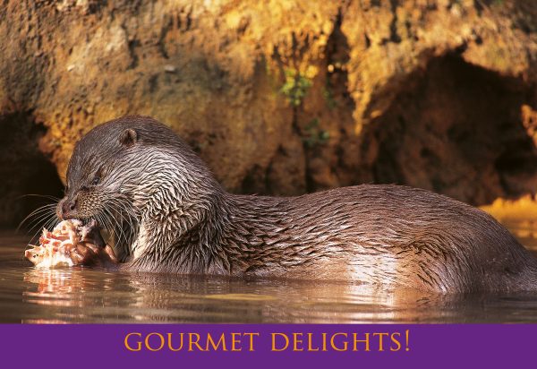 Medium Postcard Gourmet Delights Otter pack of 50