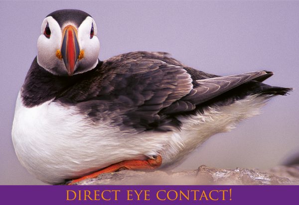 Medium Postcard Puffin pack of 50