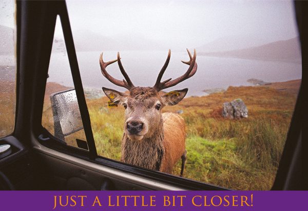 Medium Postcard Just a Little Bit Closer! Red Deer Stag pack of 50
