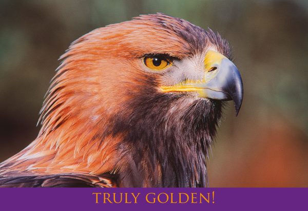 Medium Postcard Truly Golden pack of 50