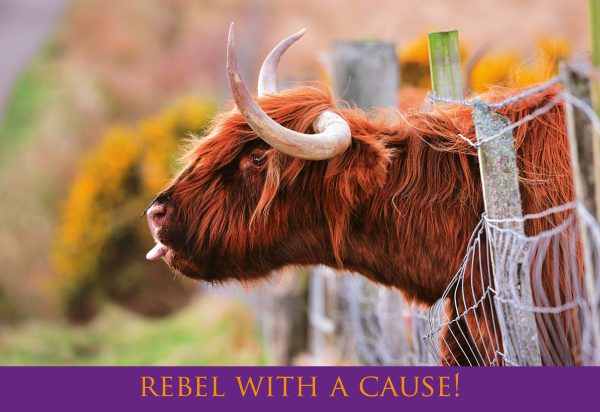 Medium Postcard Rebel With a Cause pack of 50