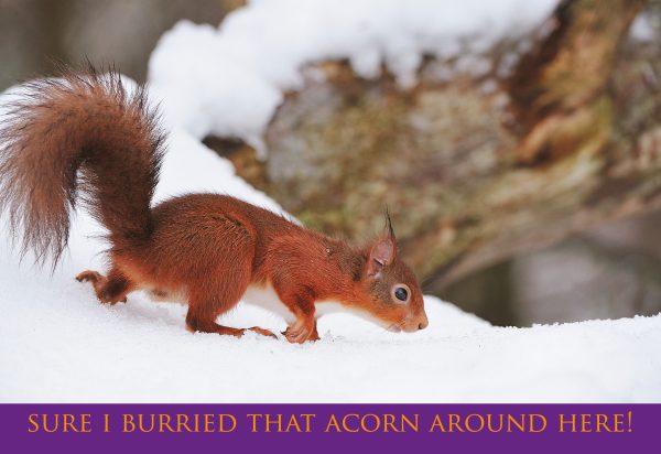 Medium Postcard Sure I Buried That Acorn Around Here pack of 50