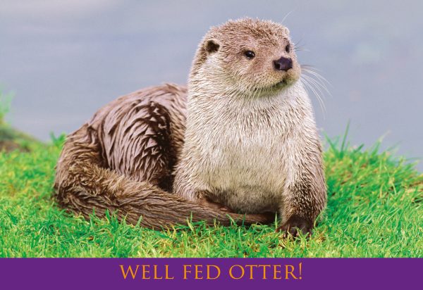 Medium Postcard Well Fed Otter pack of 50
