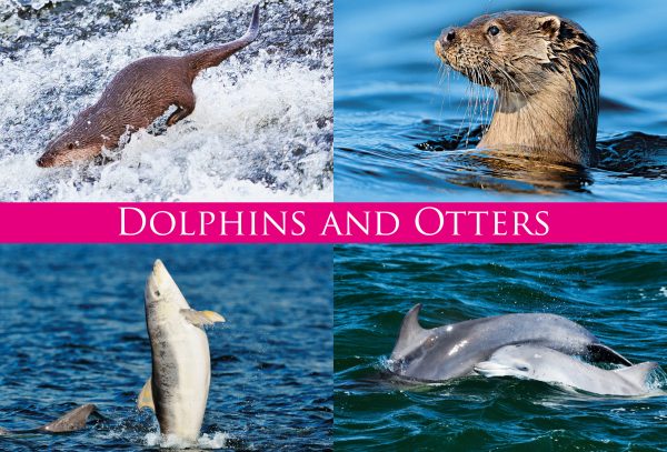 Medium Postcard Dolphins and Otters pack of 50
