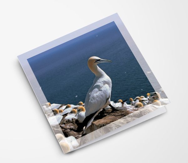 Inspiration Greeting Card Gannet Overview