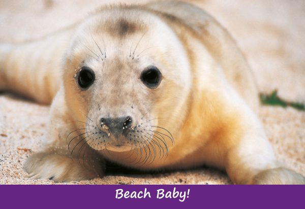 Small Postcard Beach Baby pack of 50