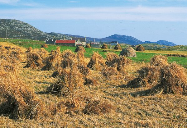 Small Postcard Traditional Corn Field South Uist pack of 50