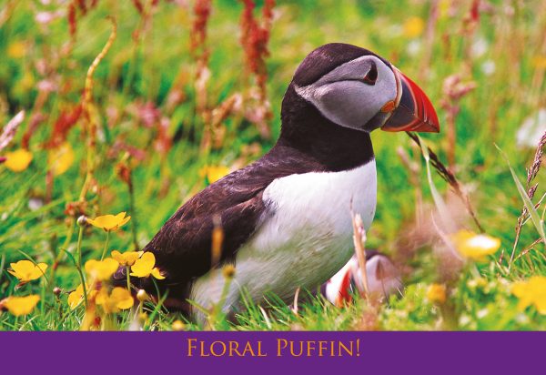 Small Postcard Floral Puffin pack of 50