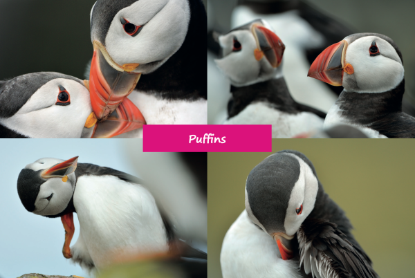 Small Postcard Puffins pack of 50