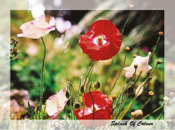 SN Greeting Card Splash Of Colour