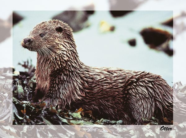 SN Greeting Card Otter