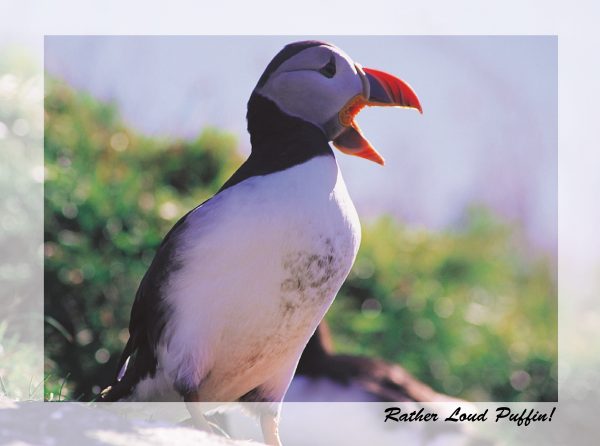 SN Greeting Card Rather Loud Puffin
