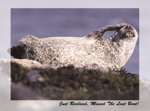 SN Greeting Card Just Realised Missed The Last Boat! (Seal)