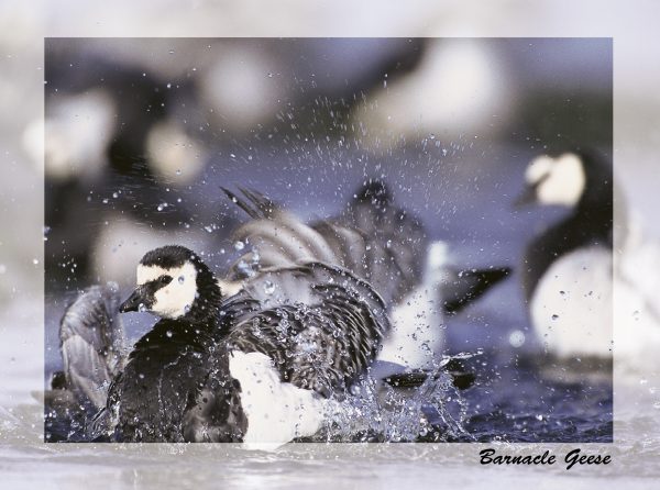 SN Greeting Card Barnacle Geese