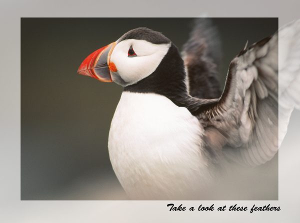 SN Greeting Card Take A Look At These Feathers!