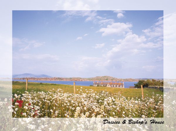 SN Greeting Card Daises & Bishops House