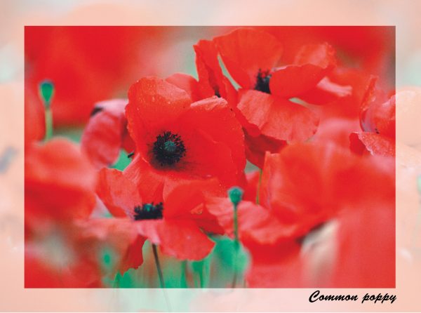 SN Greeting Card Common Poppy