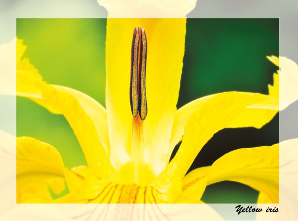 SN Greeting Card Yellow Iris