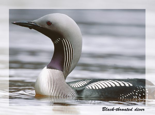 SN Greeting Card Black Throated Diver