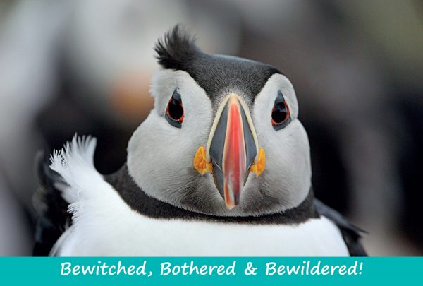 Small Postcard Bewitched Bothered and Bewildered Puffin pack of 50
