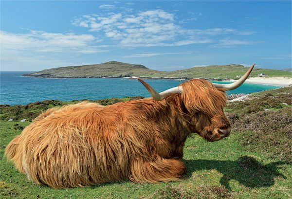 Photographic Magnet Highland Cow pack of 5