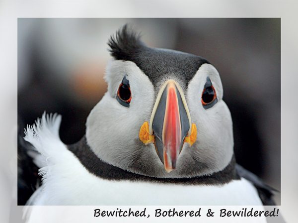 SN Greeting Card Bewitched Bothered & Bewildered! (Puffin)