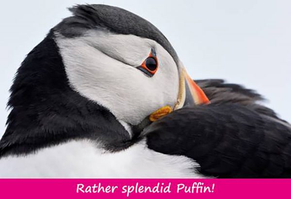 Medium Postcard Rather Splendid Puffin pack of 50
