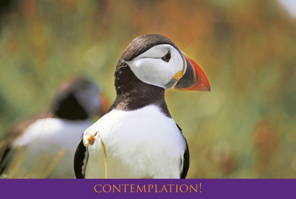 Small Postcard Contemplation pack of 50