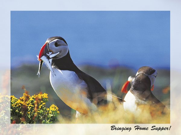 SN Greeting Card Bringing Home Supper (Puffin)
