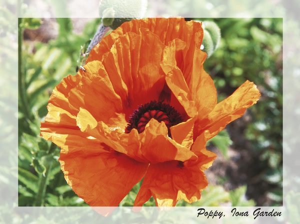 SN Greeting Card Poppy Iona Garden