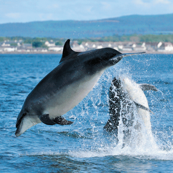 Laurie Campbell Postcard Bottle-Nosed Dolphin pack of 25