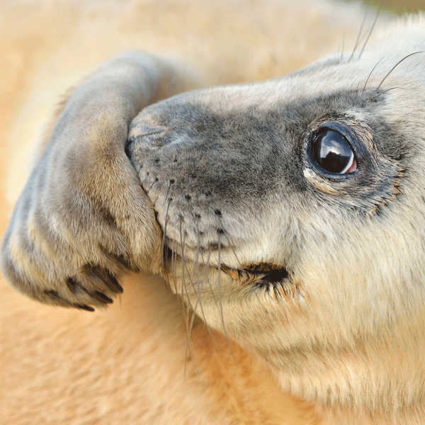 Laurie Campbell Postcard Grey Seal pack of 25