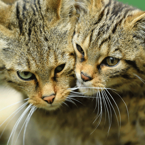 Laurie Campbell Postcard Scottish Wildcat pack of 25
