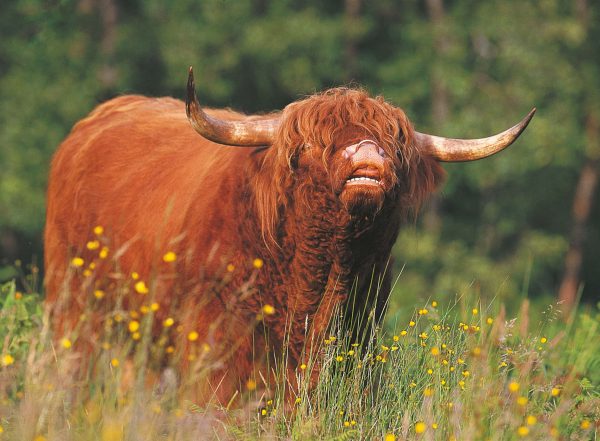 Large Greeting Card Dental Inspection