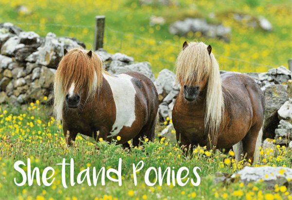 Photographic Magnet Shetland Ponies pack of 5