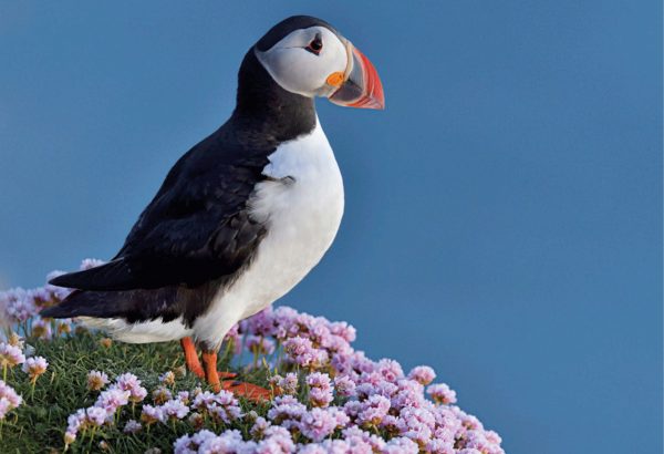 Photographic Magnet Puffin pack of 5