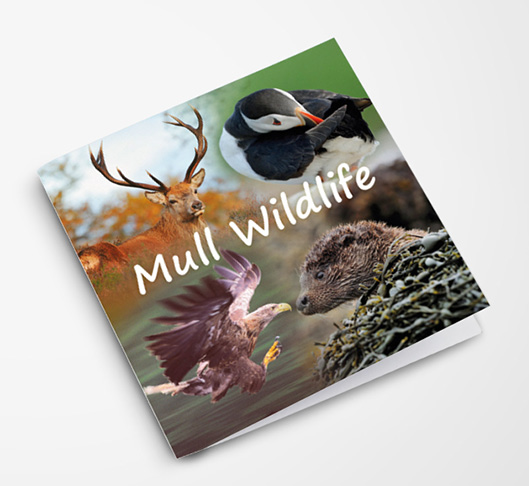 Inspiration Greeting Card Mull Wildlife