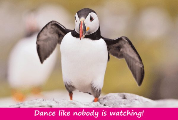 Small Postcard Dance Like Nobody Is Watching pack of 50