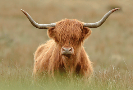 Small Postcard Highland Cow pack of 50