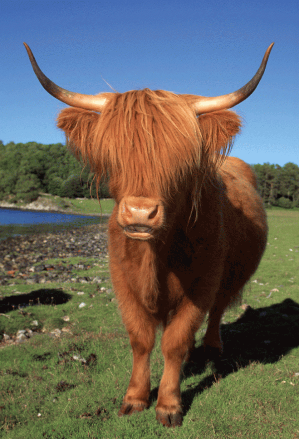 Photographic Magnet Highland Cow pack of 5