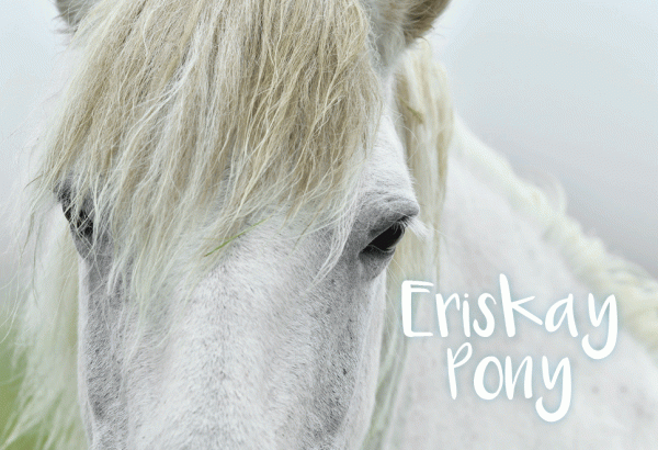 Photographic Magnet Eriskay Pony Outer Hebrides pack of 5
