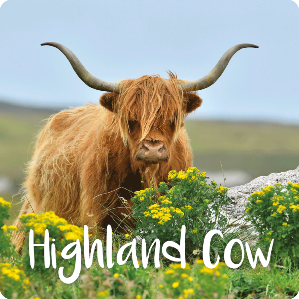 Photographic Coaster Highland Cow pack of 10