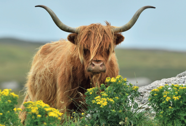 Small Postcard Highland Cow pack of 50