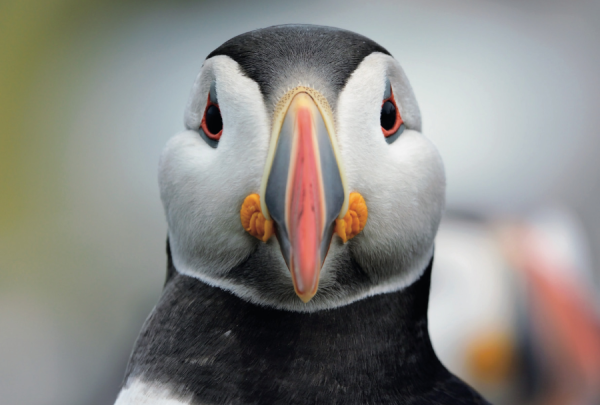 Small Postcard Tackling Things Head On! (Puffin) pack of 50