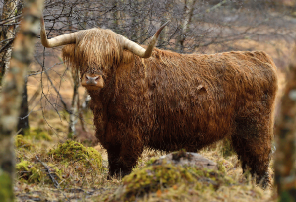 Photographic Magnet Strong In The Landscape! Highland Cow pack of 5