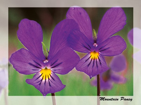 SN Greeting Card Mountain Pansy