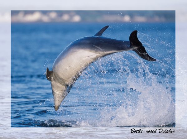 SN Greeting Card Bottle Nosed Dolphin