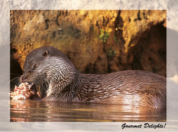 SN Greeting Card Gourmet Delights